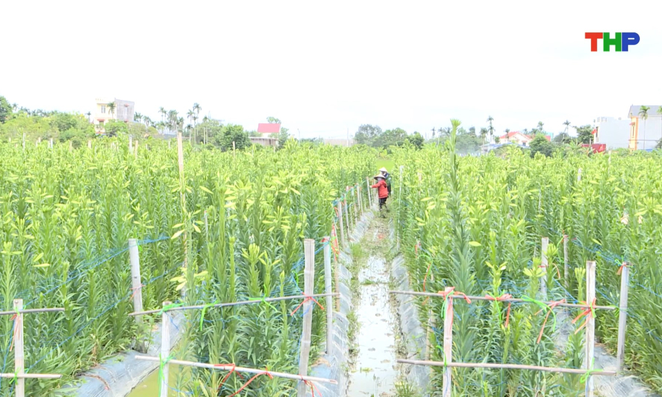 Xây dựng các vùng sản xuất tập trung trong nông nghiệp