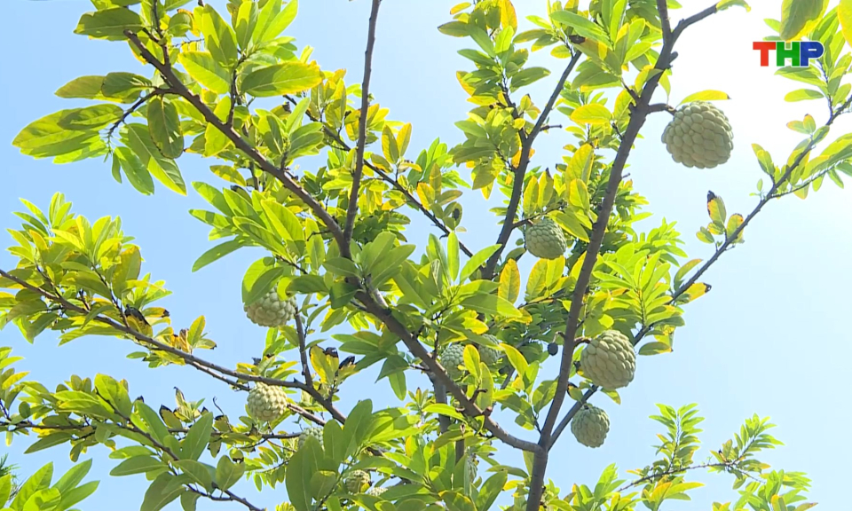 Na Li&ecirc;n Kh&ecirc; mất m&ugrave;a