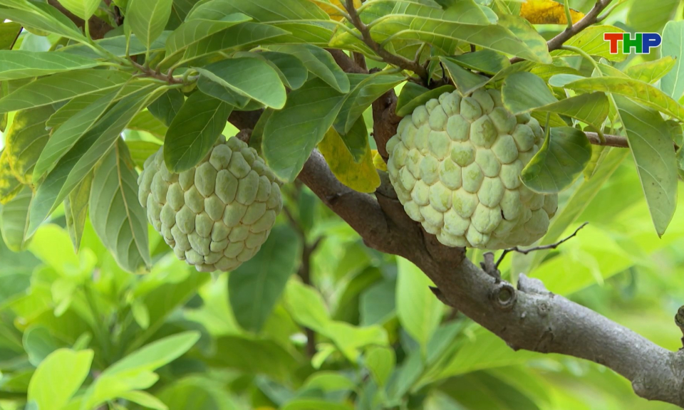 Đưa na trở thành thương hiệu nông sản đặc trưng