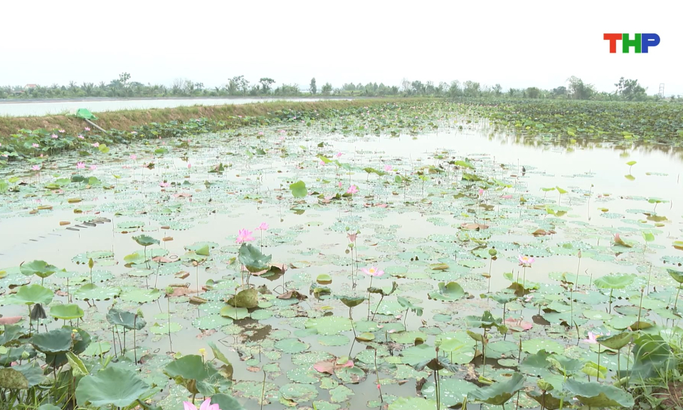 Phát triển mô hình trồng sen đem lại hiệu quả cao