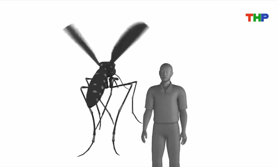 Dịch Chikungunya - Khuyến cáo khẩn từ Bộ Y tế