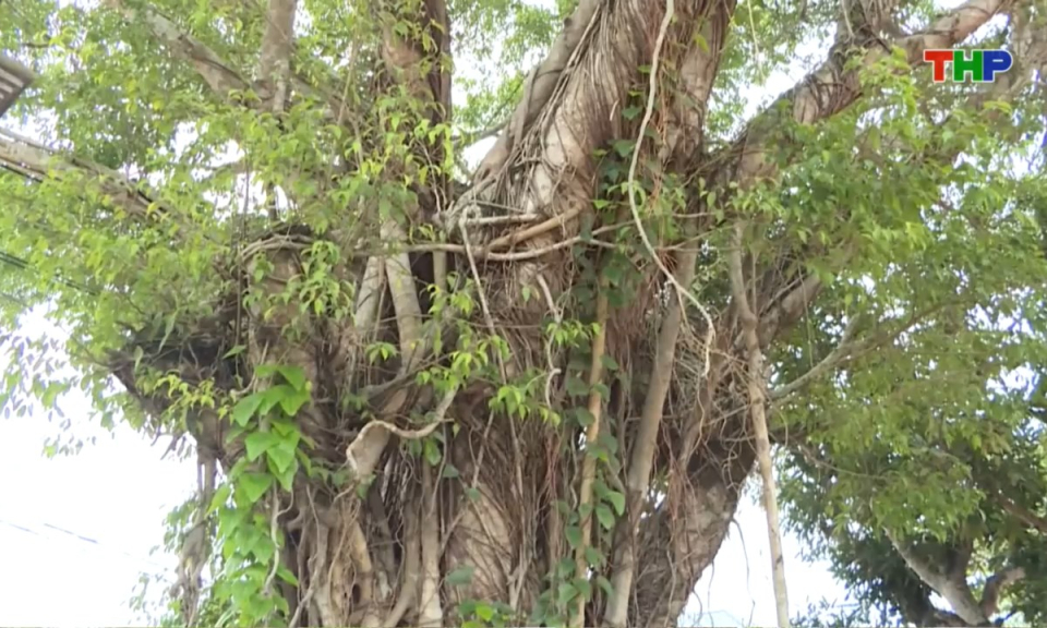 Bản tin thời sự trưa (16/08/2025)
