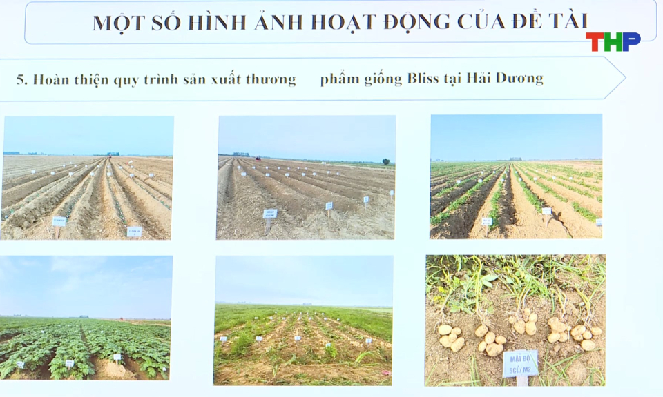 Nh&acirc;n rộng m&ocirc; h&igrave;nh trồng dưa chuột VC09 v&agrave; khoai t&acirc;y Bliss