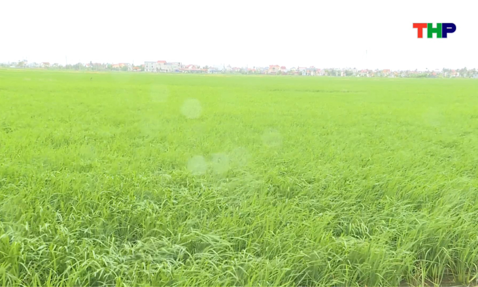 B&atilde;o số 5 kh&ocirc;ng ảnh hưởng lớn đến sản xuất v&agrave; sinh hoạt của th&agrave;nh phố