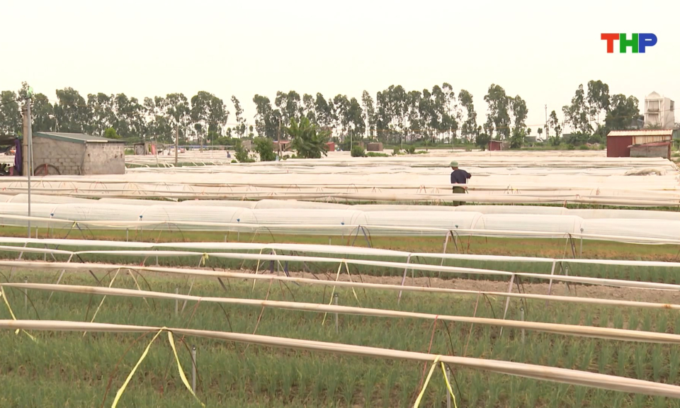 Rau gia vị: &ldquo;Ch&igrave;a kh&oacute;a&rdquo; n&acirc;ng cao thu nhập cho n&ocirc;ng d&acirc;n x&atilde; Nguyễn Lương Bằng