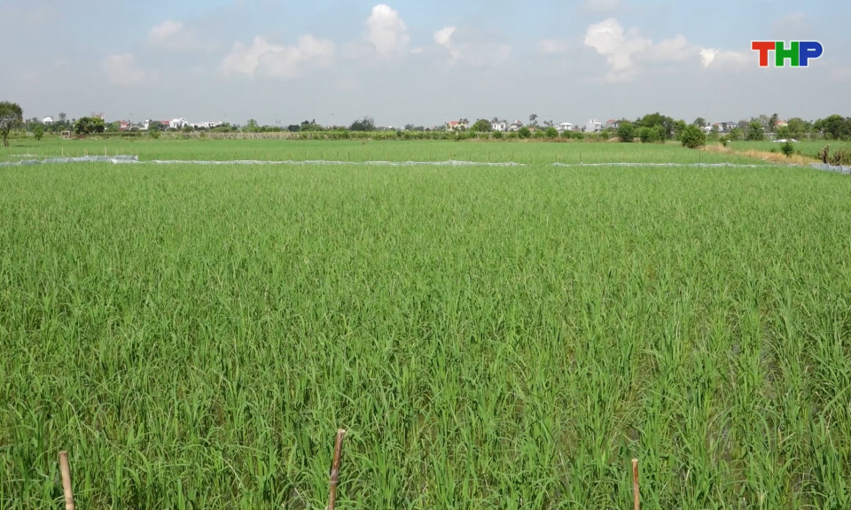 Ứng dụng m&ocirc; h&igrave;nh trồng trọt ph&aacute;t thải thấp, th&iacute;ch ứng biến đổi kh&iacute; hậu