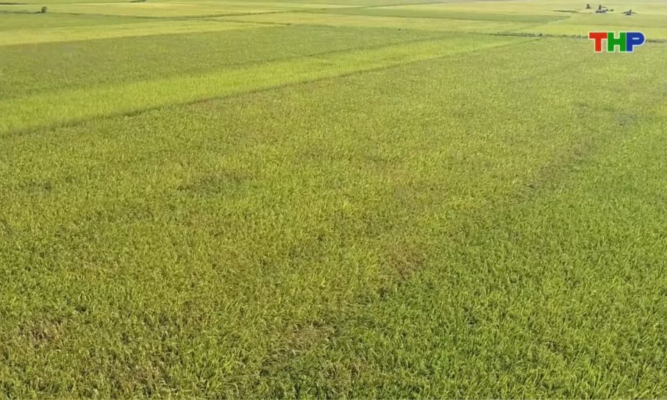 Bản tin thời sự trưa (04/09/2025)