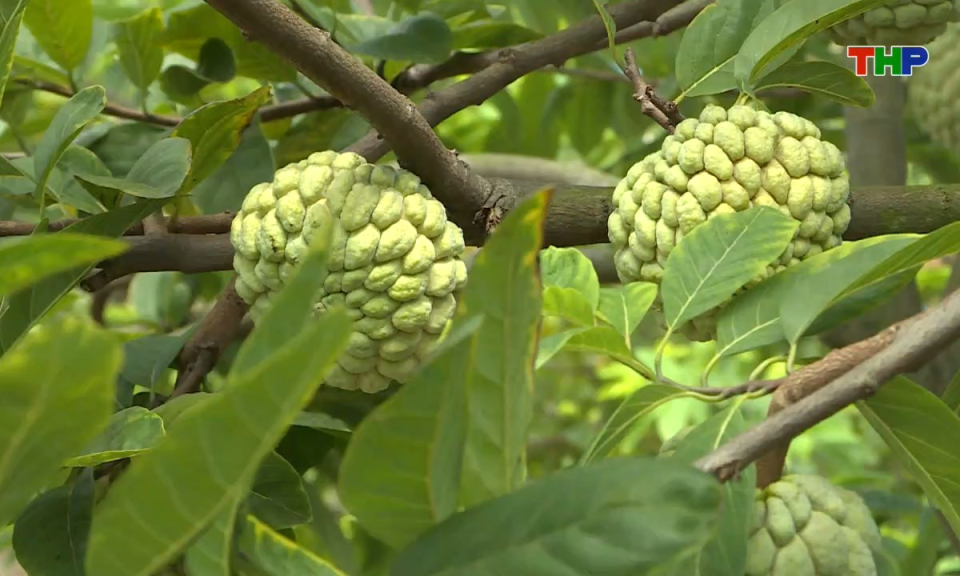 Bản tin tiếng Trung - 海防新闻 (04/09/2025)