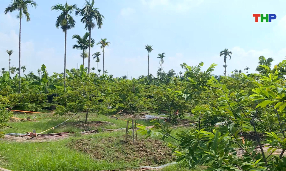 Chuyển đổi cơ cấu c&acirc;y trồng đem lại hiệu quả kinh tế cao