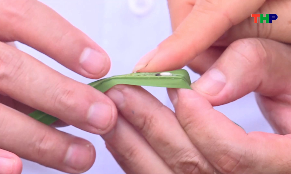 Tập trung ph&ograve;ng ngừa s&acirc;u bệnh hại l&uacute;a vụ m&ugrave;a