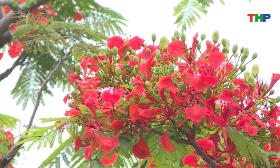 Âm vang miền cửa biển: Yêu mãi một màu hoa