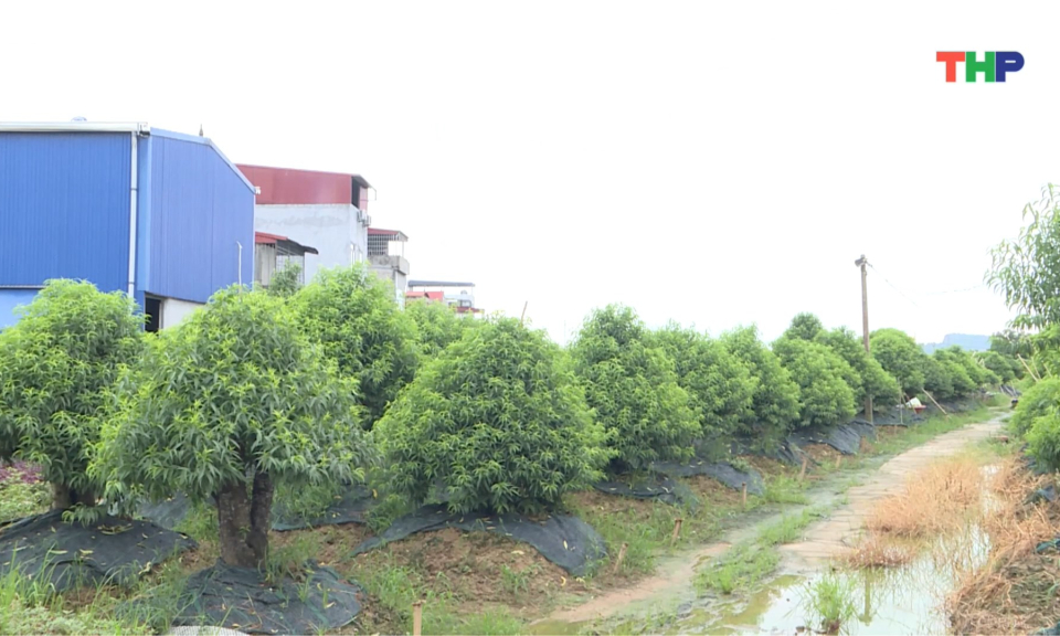 Phát triển nông nghiệp sản xuất hàng hóa quy mô lớn