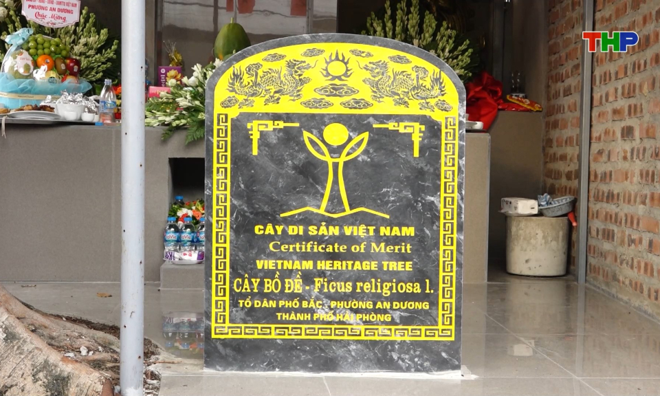 Phường An Dương ch&uacute; trọng bảo tồn c&acirc;y di sản