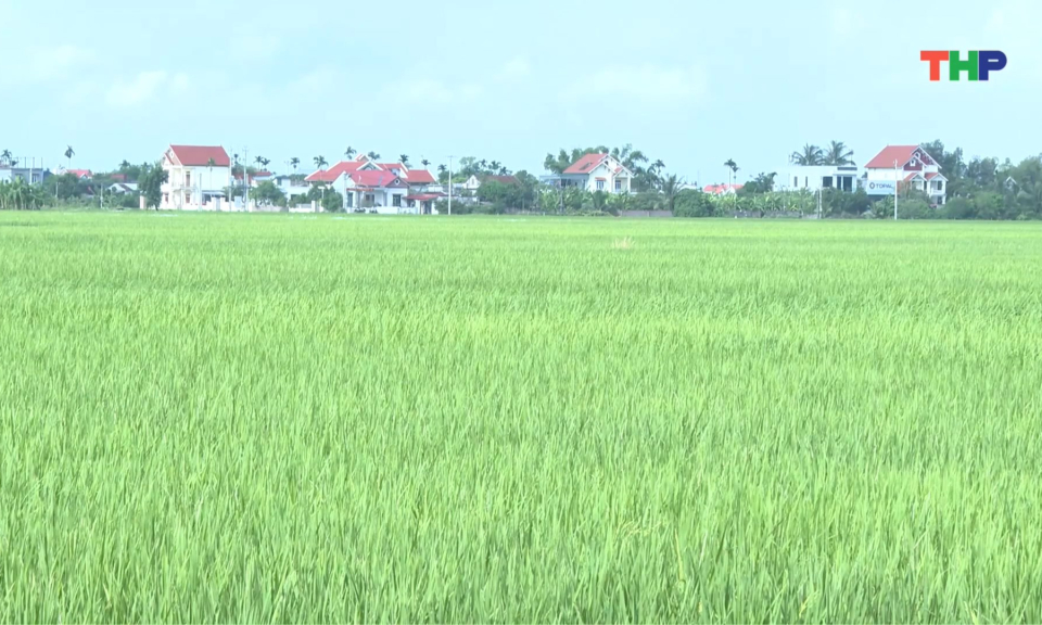 Nhân rộng, phát huy hiệu quả mô hình “Cánh đồng không rác thải”