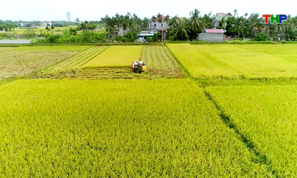 Nông thôn mới Hải Phòng: Liên kết, xây dựng chuỗi giá trị nông sản