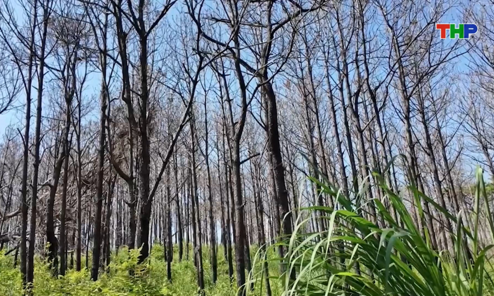 Ph&ograve;ng chống ch&aacute;y rừng trước m&ugrave;a hanh kh&ocirc;