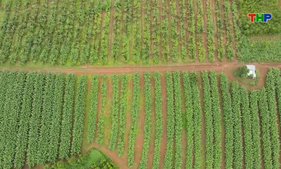 N&ocirc;ng th&ocirc;n mới Hải Ph&ograve;ng: Chủ động hội nhập, ph&aacute;t triển kinh tế n&ocirc;ng nghiệp hiệu quả, bền vững