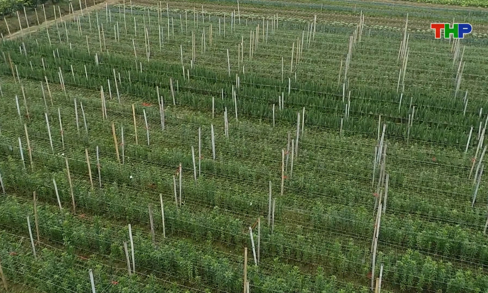 Sản xuất n&ocirc;ng nghiệp th&agrave;nh phố duy tr&igrave; ổn định trong giai đoạn 2020-2025