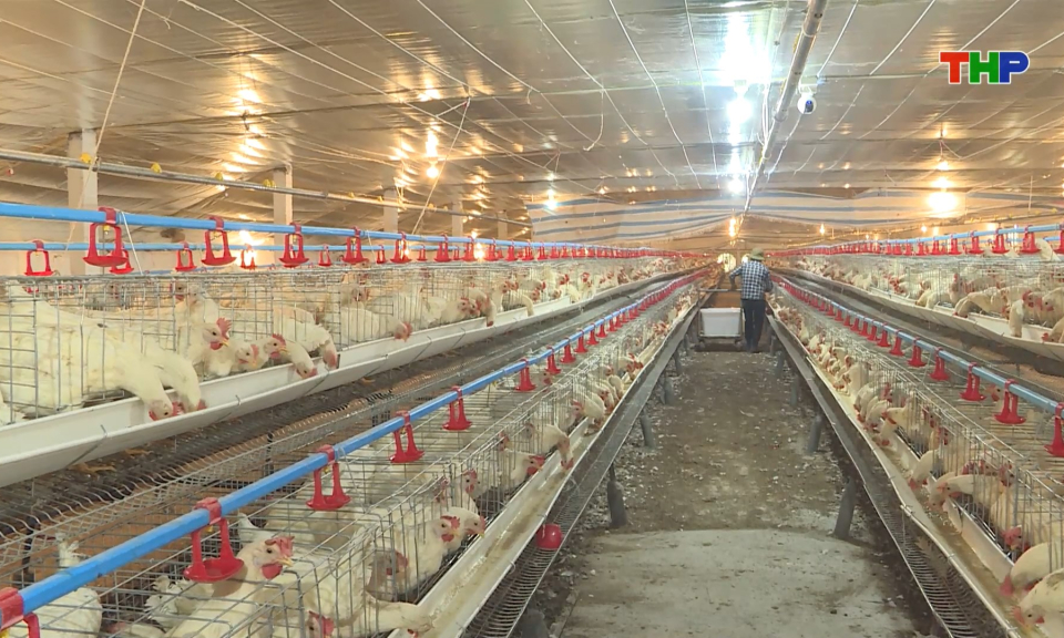 Hướng tới chăn nu&ocirc;i an to&agrave;n v&agrave; bền vững