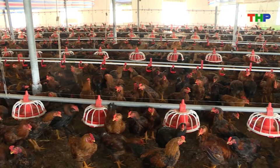 N&ocirc;ng th&ocirc;n mới Hải Ph&ograve;ng: Ph&aacute;t triển chăn nu&ocirc;i hiện đại, bền vững