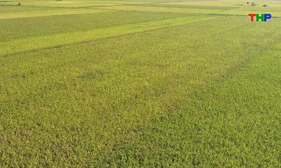 N&acirc;ng cao năng suất từ c&aacute;c giống l&uacute;a mới  