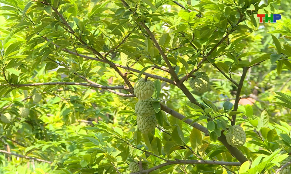 Mở rộng ph&aacute;t triển c&acirc;y na bở tại phường Lưu Kiếm