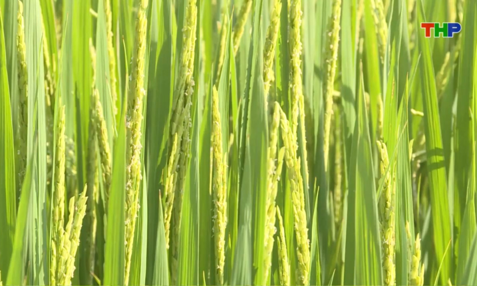 Bản tin thời sự trưa (14/10/2025)