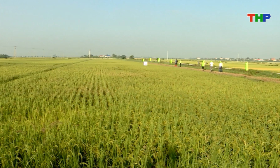 Thử nghiệm giống l&uacute;a mới cho hiệu quả, năng suất cao