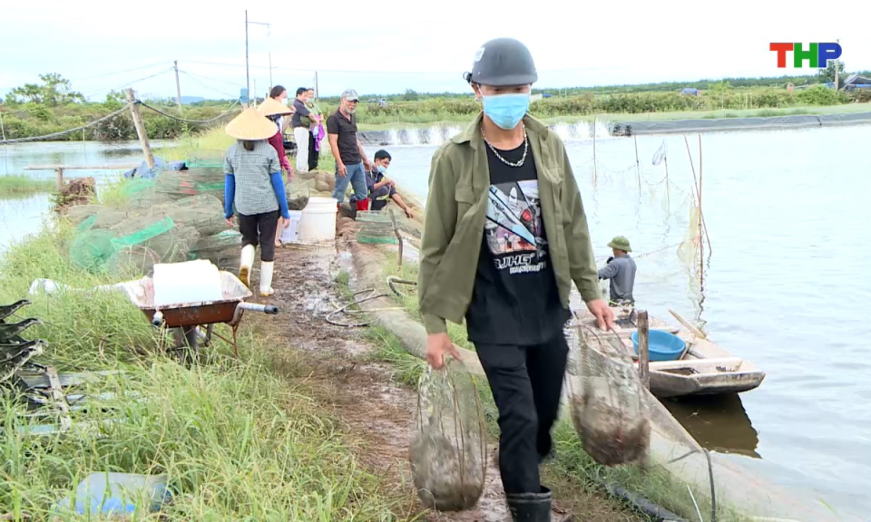 Bản tin tiếng Anh - Hai Phong News (19/10/2025)