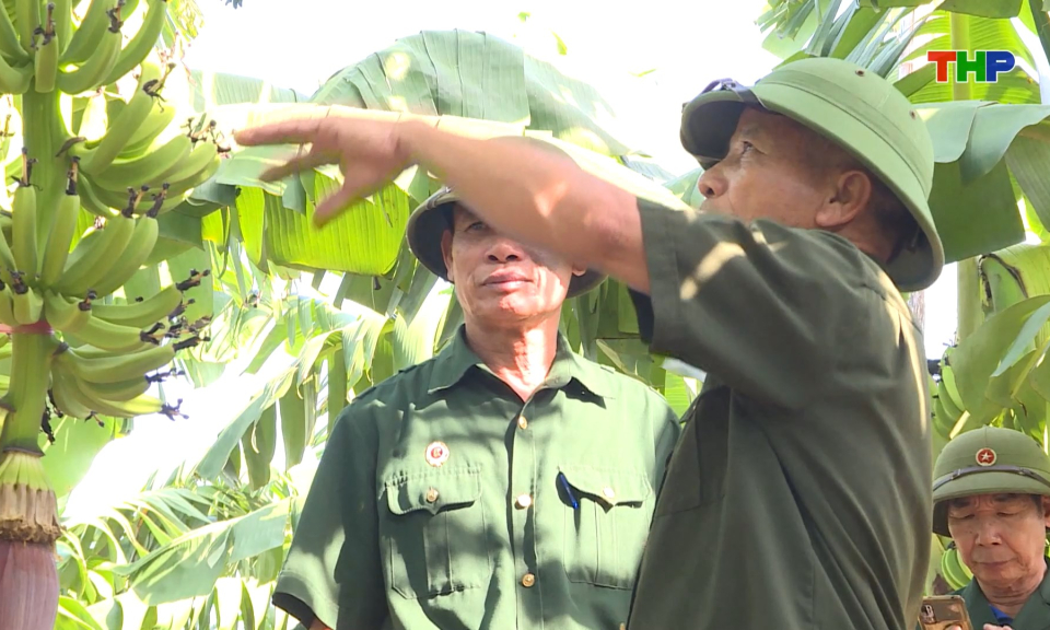 Ph&aacute;t huy hiệu quả m&ocirc; h&igrave;nh Cựu chiến binh l&agrave;m kinh tế giỏi