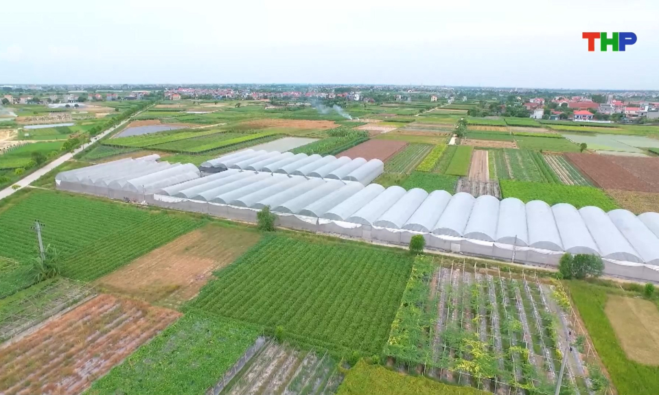 Phát triển các vùng sản xuất tập trung