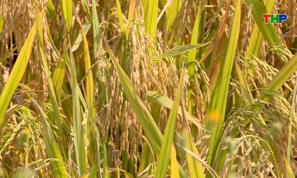 T&iacute;ch cực thu hoạch l&uacute;a vụ m&ugrave;a