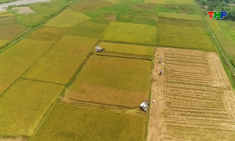 Nông thôn mới Hải Phòng: Hiệu quả sản xuất lúa vụ mùa