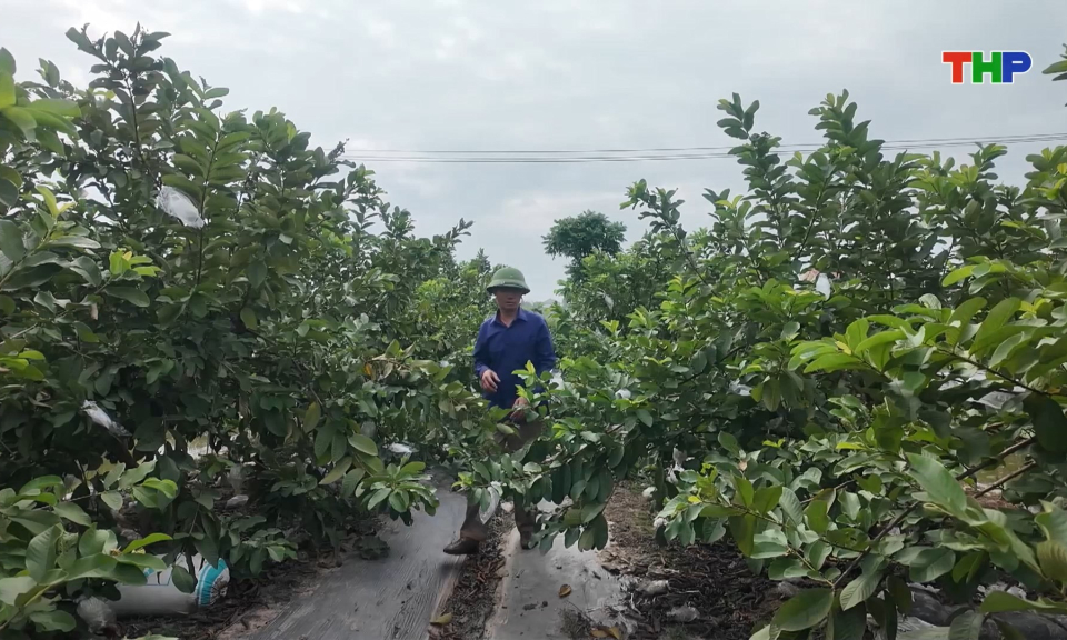 Hiệu quả chuyển dịch cơ cấu kinh tế trong n&ocirc;ng nghiệp