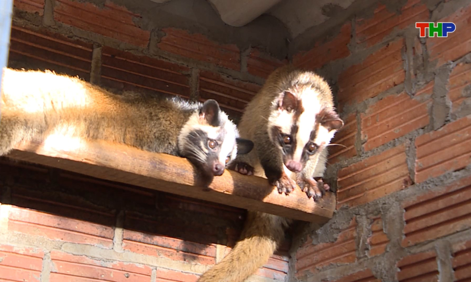 Nu&ocirc;i chồn - Hướng ph&aacute;t triển mới trong chăn nu&ocirc;i