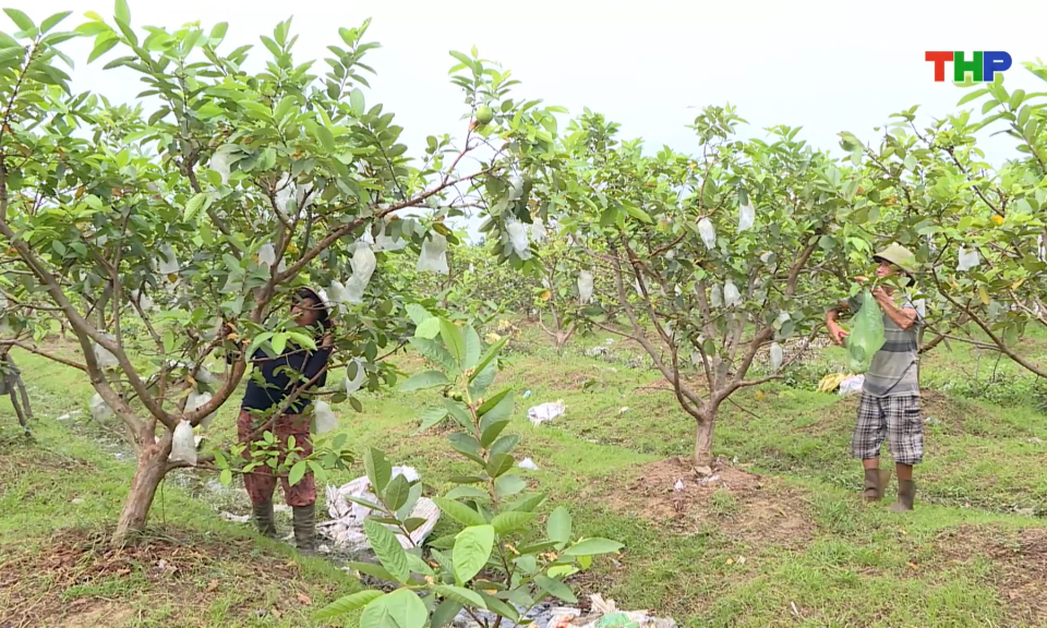 Ph&aacute;t triển n&ocirc;ng nghiệp theo hướng bền vững