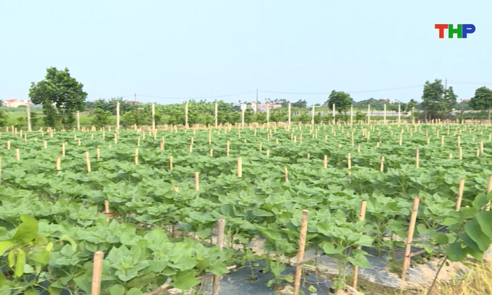 Nông thôn mới Hải Phòng: Chuyển đổi cơ cấu cây trồng ứng phó biến đổi khí hậu