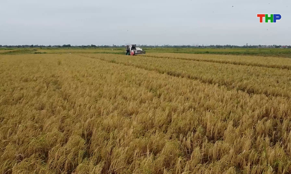 Thu hoạch lúa vụ mùa đạt hơn 85% diện tích