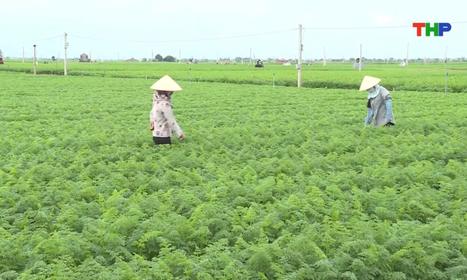 10 phút vàng (10/11/2025)