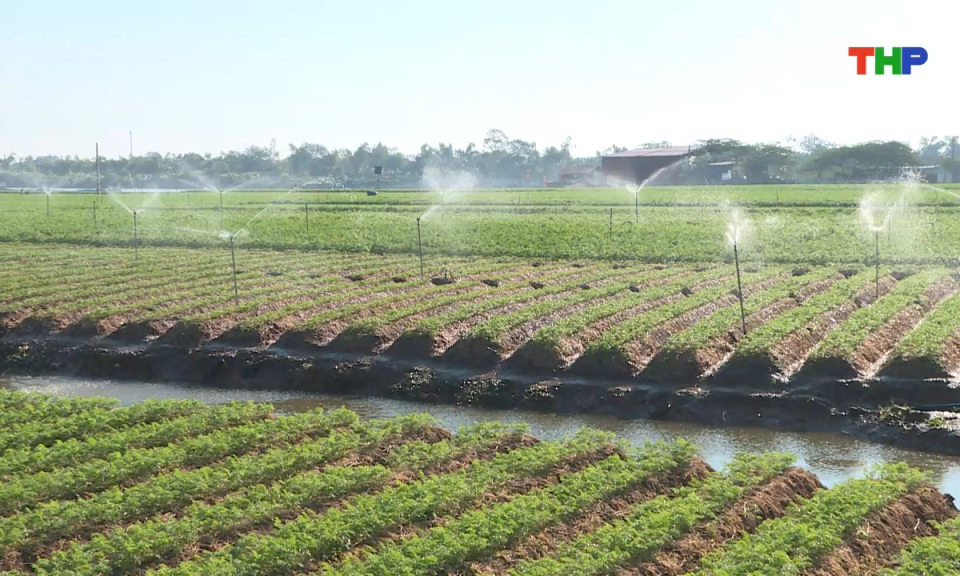 Nông thôn mới Hải Phòng: Phát triển sản xuất cây vụ đông