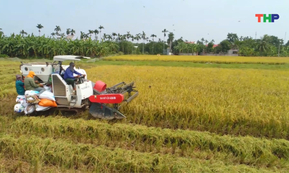 Thu hoạch hơn 90% diện tích lúa vụ mùa