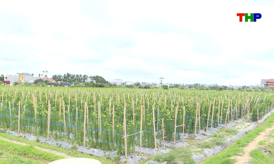 Chuyển đổi cơ cấu c&acirc;y trồng ứng ph&oacute; biến đổi kh&iacute; hậu