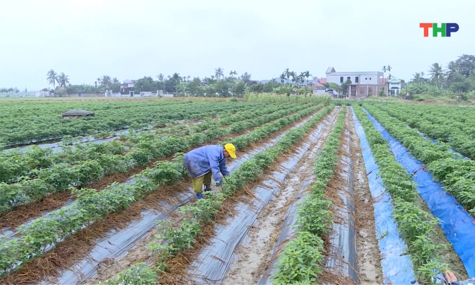 Chủ động mở rộng diện t&iacute;ch sản xuất vụ đ&ocirc;ng