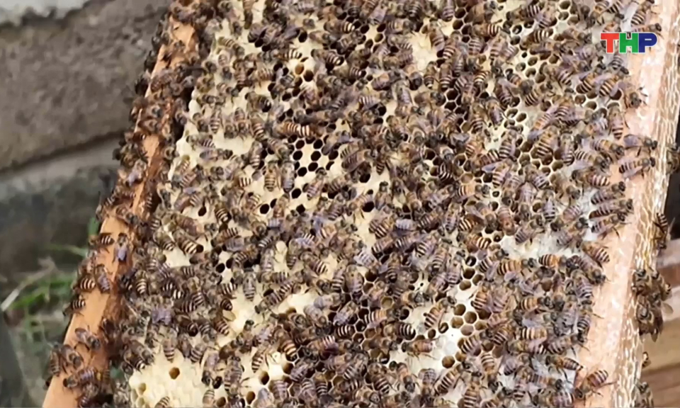 Hiệu quả từ m&ocirc; h&igrave;nh nu&ocirc;i ong hoa t&aacute;o B&agrave;ng La