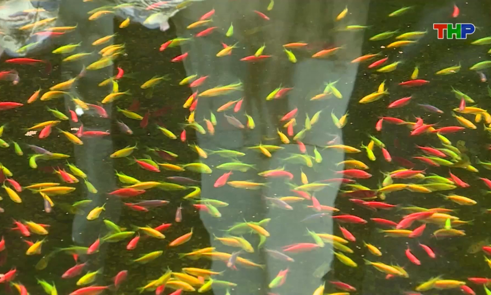 M&ocirc; h&igrave;nh nu&ocirc;i c&aacute; cảnh mang lại hiệu quả kinh tế cao