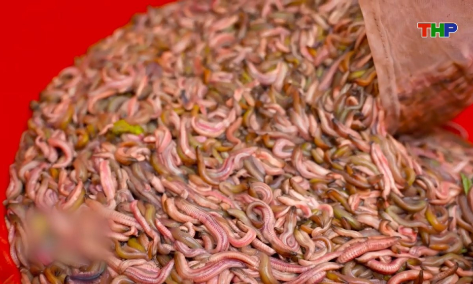 Hải Ph&ograve;ng những g&oacute;c nh&igrave;n: Nghề thu hoạch "Lộc trời" ở Hải Ph&ograve;ng