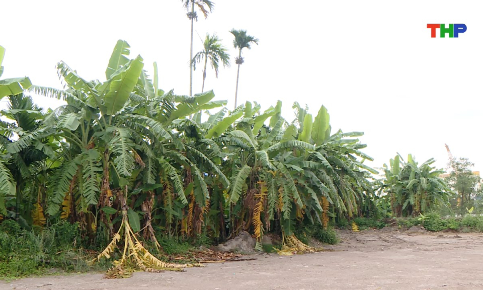 Hộp thư truyền hình: Chung quanh việc tranh chấp lối đi tại phường Lê Ích Mộc