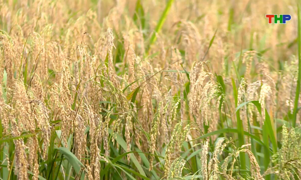 Bản tin tiếng Anh - Hai Phong News (20/11/2025)