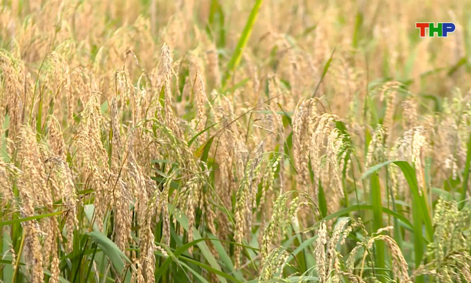 Hỗ trợ quản l&yacute;, ph&aacute;t triển nh&atilde;n hiệu tập thể 