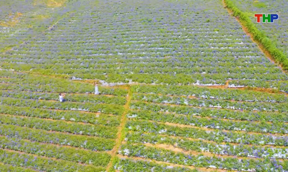 N&ocirc;ng th&ocirc;n mới Hải Ph&ograve;ng: Khai th&aacute;c tiềm năng, lợi thế, ph&aacute;t triển kinh tế từ trồng hoa c&acirc;y cảnh